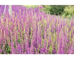 Griffioen - Salvia nem. 'Rose Marvel'