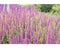 Griffioen - Salvia nem. 'Rose Marvel'