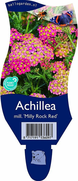 Griffioen - Achillea mill. 'Milly Rock Red'