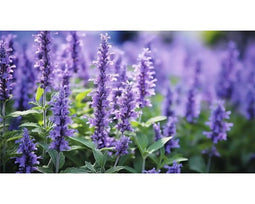 Griffioen - Salvia nem. 'Blue Marvel'