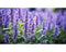 Griffioen - Salvia nem. 'Blue Marvel'