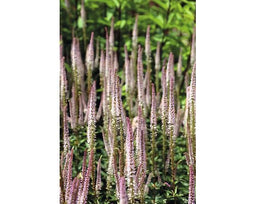 Griffioen - Veronicastrum virg. 'Roseum'