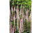 Griffioen - Veronicastrum virg. 'Roseum'