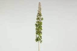Countryfield - Eremurus kunststof 8x8x109 cm groen