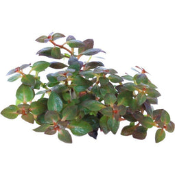 Aquadistri - Easy grow 73 ludwigia palustris mini super red