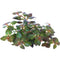 Aquadistri - Easy grow 73 ludwigia palustris mini super red