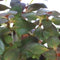 Aquadistri - Easy grow 73 ludwigia palustris mini super red