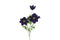 Countryfield - Clematis kunststof 17x25x83 cm paars