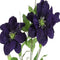 Countryfield - Clematis kunststof 17x25x83 cm paars