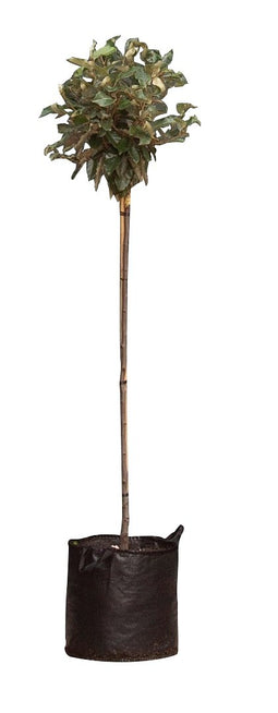 Warentuin Natuurlijk - 2 stuks! Olijfwilg Bolvorm Elaeagnus ebbingei h 135 cm st. omtrek 4,5 cm s...