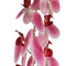 Countryfield - Phalaenopsis kunststof 8x8x83 cm roze