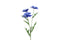 Countryfield - Anemone kunststof 20x15x77 cm blauw