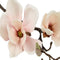 Countryfield - Magnolia kunststof 48x16x10 cm wit kunstbloem