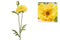 Countryfield - Papaver kunststof 64x13x3 cm geel kunstbloem
