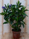 Warentuin Natuurlijk - 3 stuks! Veronica Hebe Andersonii paars