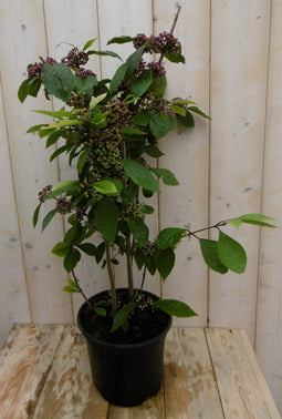 Warentuin Natuurlijk - Callicarpa schoonvrucht