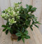 Warentuin Natuurlijk - 3 stuks! Veronica Hebe Andersonii roze bont en groen blad