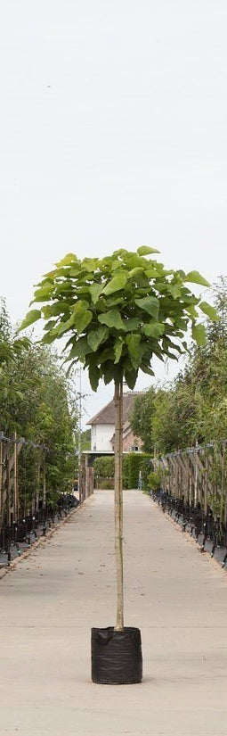 Warentuin Natuurlijk - 2 stuks! Bol Catalpa Catalpa Bignonniodes Nana h 275 cm st. omtrek 12 cm s...