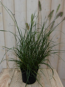 Warentuin Natuurlijk - Lampepoetser gras