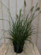 Warentuin Natuurlijk - Lampepoetser gras