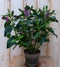 Warentuin Natuurlijk - 3 stuks! Veronica Hebe Andersonii paars groen blad