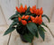 Warentuin Natuurlijk - 3 stuks! Sierpeper oranje