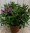 Warentuin Natuurlijk - Veronica Hebe Andersonii roze bont groot