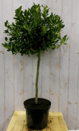 Warentuin Natuurlijk - Hulst groen stam hoogte 50 cm diameter 30 cm