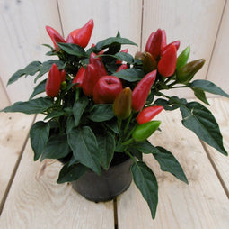 Warentuin Natuurlijk - 3 stuks! Sierpeper rood