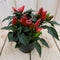 Warentuin Natuurlijk - 3 stuks! Sierpeper rood