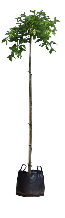 Warentuin Natuurlijk - 2 stuks! Treur gouden regen Laburnum alpinum Pendulum 205 cm