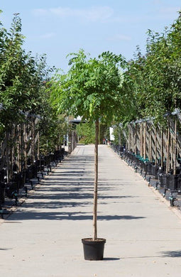 Warentuin Natuurlijk - 2 stuks! Bol acacia Robinia ps. Umbraculifera h 180 cm st. omtrek 4,5 cm s...