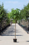 Warentuin Natuurlijk - 2 stuks! Bol acacia Robinia ps. Umbraculifera h 180 cm st. omtrek 4,5 cm s...
