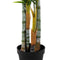 Decoratieve plant 100 x 130 x 210 cm Groen PVC Palmboom