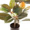 Decoratieve plant PVC Ijzer Vijgen 36 x 37 x 90 cm