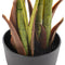 Decoratieve plant Polyethyleen Palmboom 110 x 110 x 170 cm