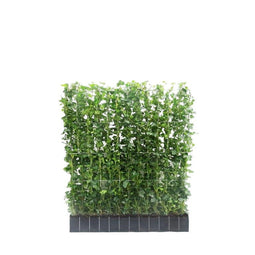 Hedge to Go - Hedera hibernica I Haag