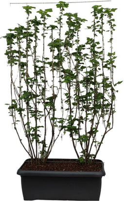 Hedge to Go - Ribes nigr. Titania Haag