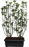 Hedge to Go - Ribes nigr. Titania Haag