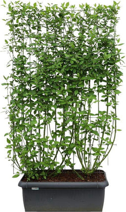 Hedge to Go - Cornus sericea Flaviramea Haag