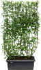 Hedge to Go - Cornus sericea Flaviramea Haag