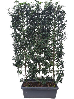 Hedge to Go - Prunus l. Angustifolia Haag