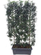 Hedge to Go - Prunus l. Angustifolia Haag