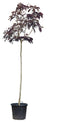 Warentuin Natuurlijk - Rode Perzische slaapboom Albizia julibrissin Summer Chocolate 325 cm