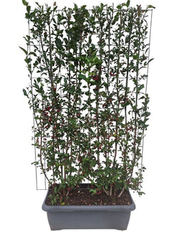 Hedge to Go - Euonymus europaeus Red Cascade Haag