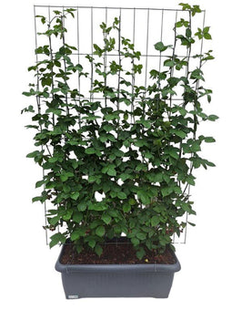 Hedge to Go - Rubus frut. Black Satin Haag