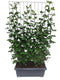 Hedge to Go - Rubus frut. Black Satin Haag