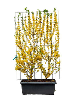 Hedge to Go - Forsythia int. Lynwood Haag