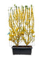 Hedge to Go - Forsythia int. Lynwood Haag