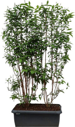 Hedge to Go - Deutzia magn. Nancy Haag